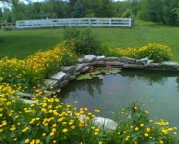 Koi pond at Woodhaven Farm